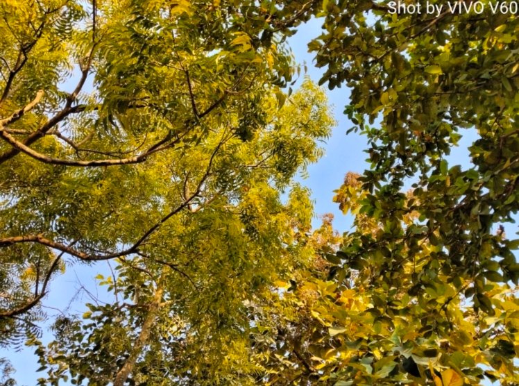 Camera result of Vivo v60 5g