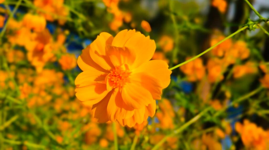 Portrate result of Vivo v29 Pro 
Camera result of Vivo v29 pro